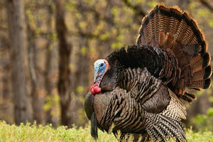 Turkey Hunting 101